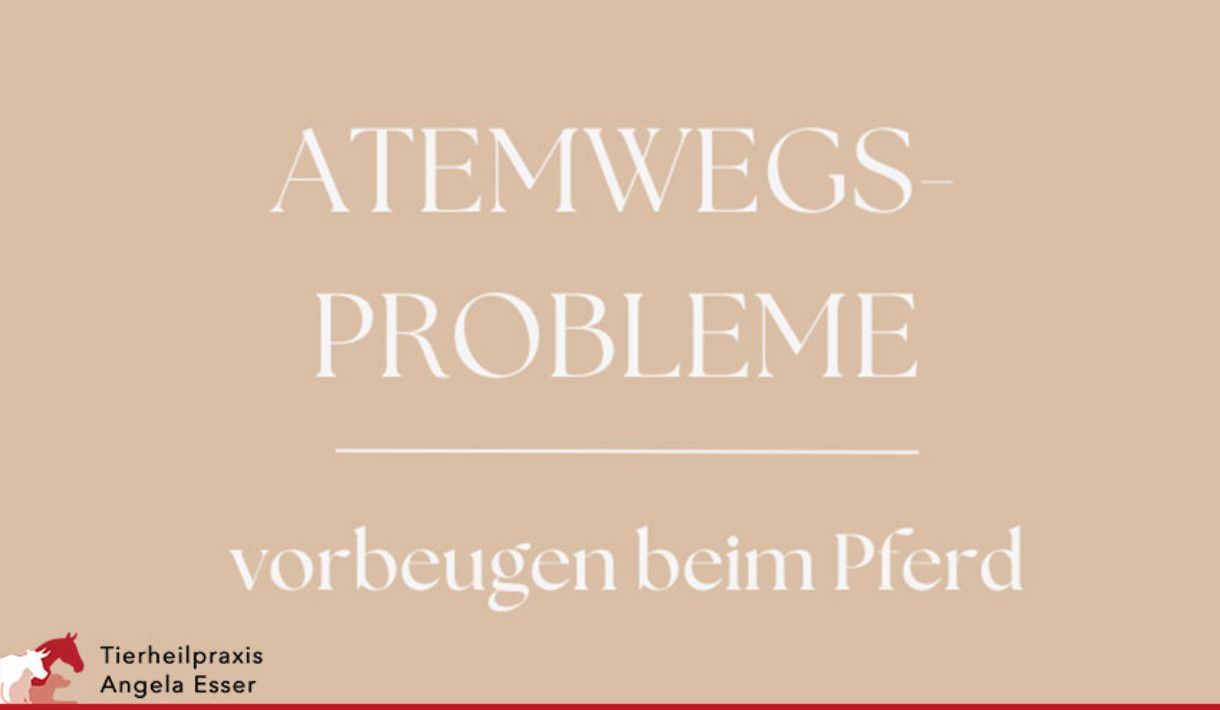 Atemwege Beschwerden beim Pferd