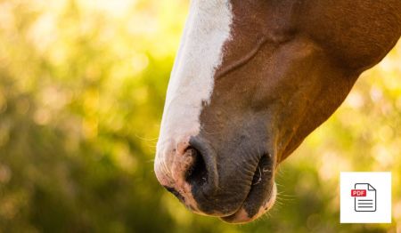 Nase beim Pferd - Pferde Homöopathie Anleitung