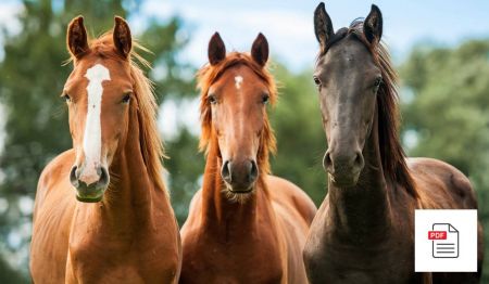 Schleimbeutel beim Pferd - Pferde Homöopathie Anleitung