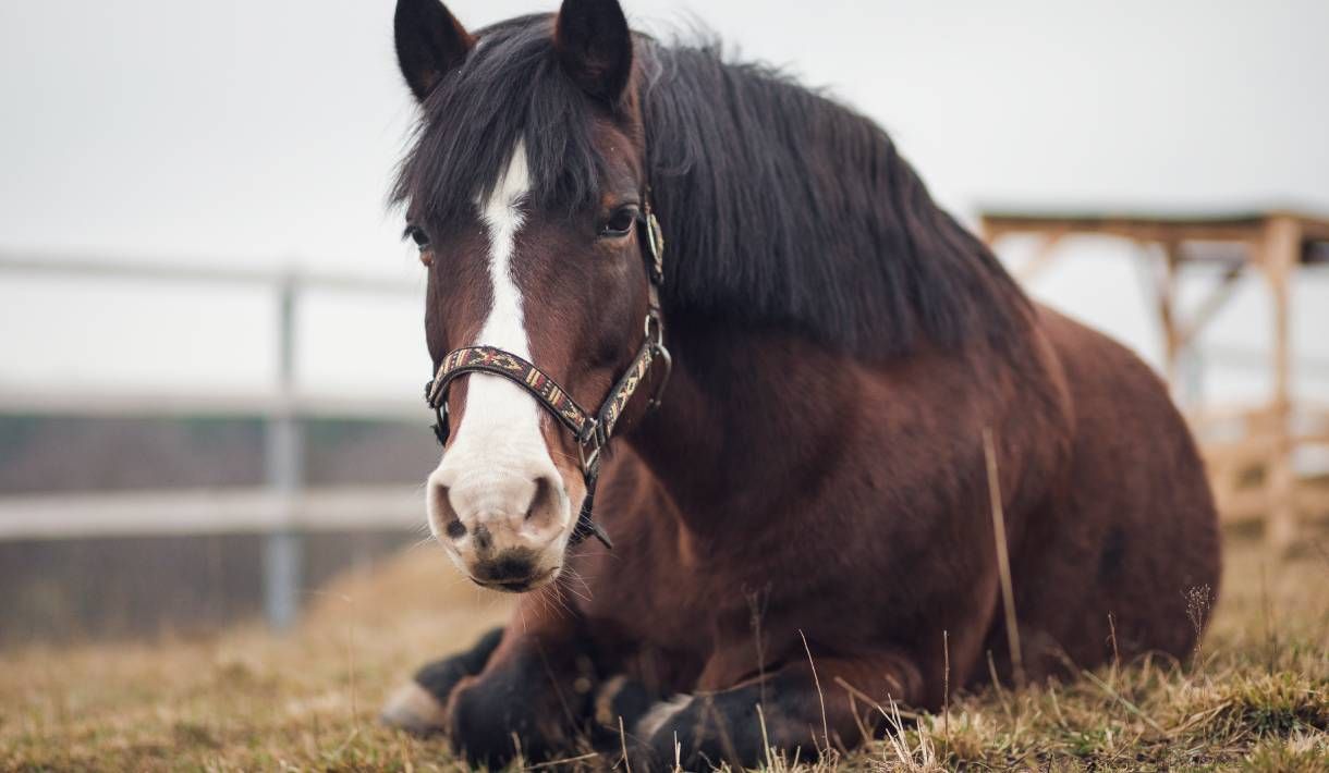 Altes Pferd was nun?