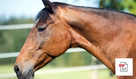 Kehlkopf beim Pferd - Pferde Homöopathie Anleitung