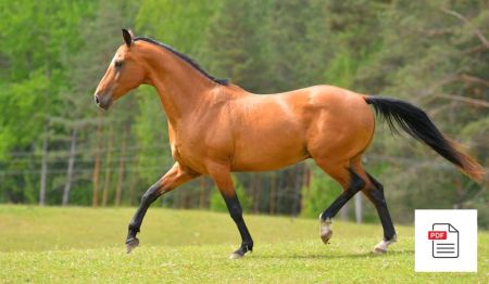 Bänder und Sehnen beim Pferd - Pferde Homöopathie Anleitung