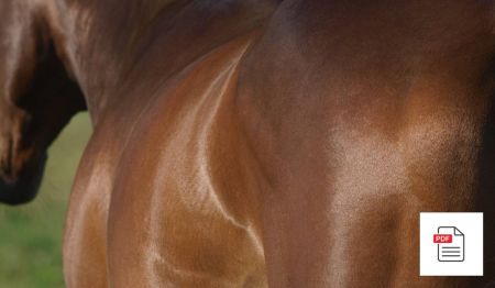 Muskeln beim Pferd - Pferde Homöopathie Anleitung