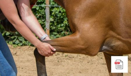 Hinterhand beim Pferd - Pferde Homöopathie Anleitung