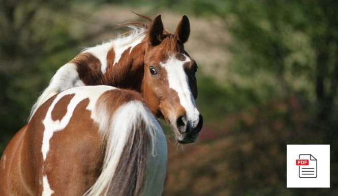 Pferd Bewegungsapparat / Stützapparat Paket - Pferde Homöopathie Anleitung