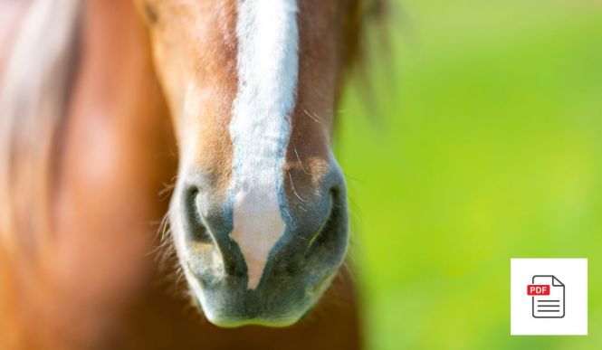 Pferd Atemwege Homöopathie Gesamtpaket - Pferde Homöopathie Anleitung