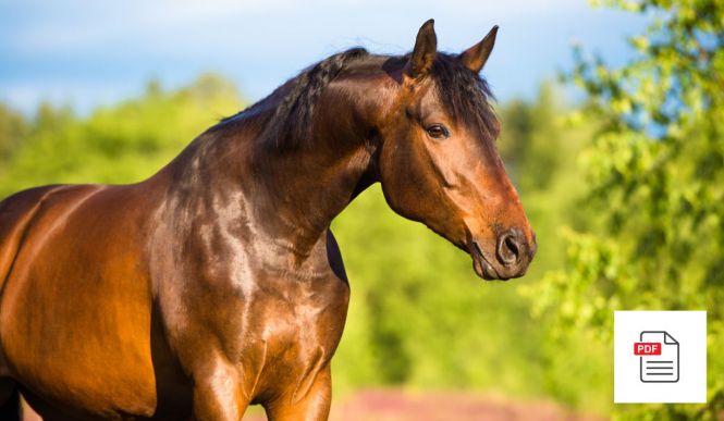 Pferd Bewegungsapparat Exterior Paket - Pferde Homöopathie Anleitung