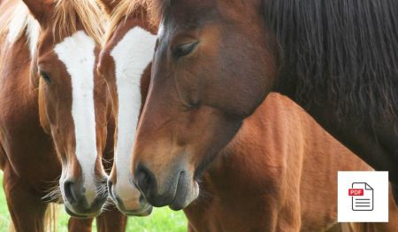 Obere Atemwege beim Pferd - Pferde Homöopathie Anleitung