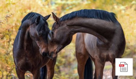 Hals beim Pferd - Pferde Homöopathie Anleitung