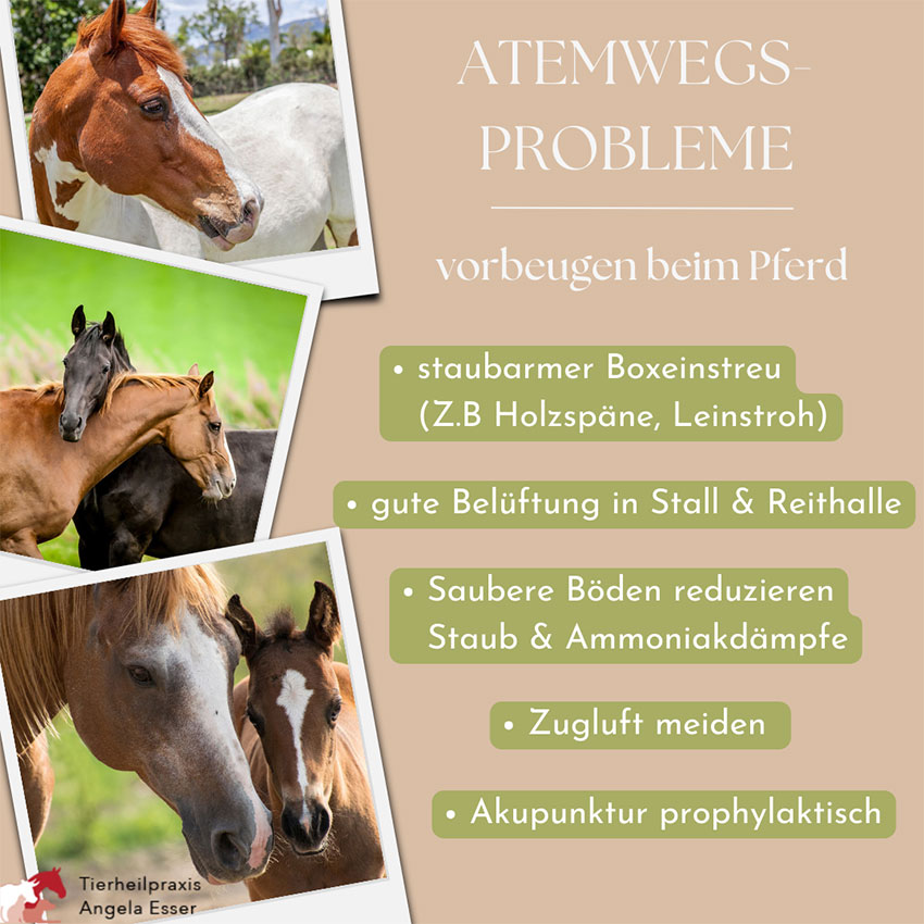 Tipps für Atemwegsprobleme vorbeugen beim Pferd