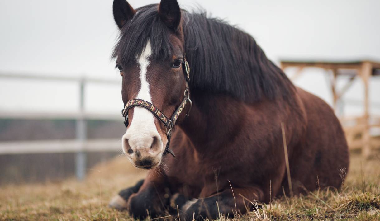 Altes Pferd was nun?