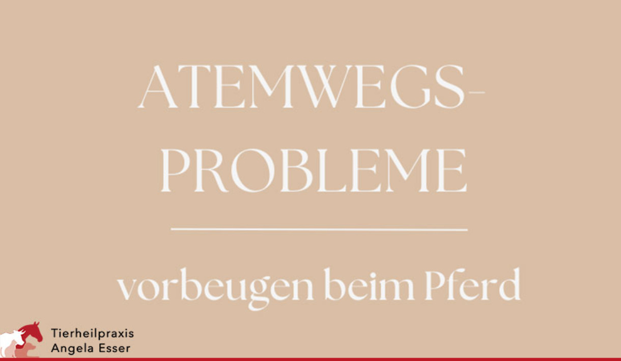 Atemwege Beschwerden beim Pferd