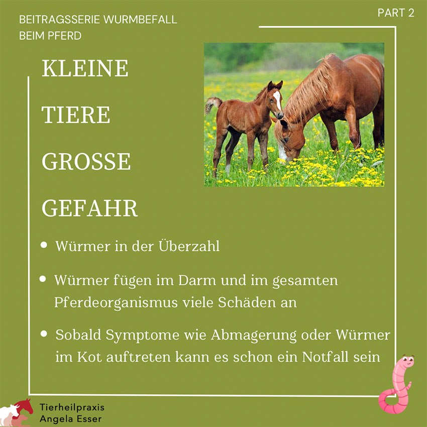 Entwurmung beim Pferd Tipps 1