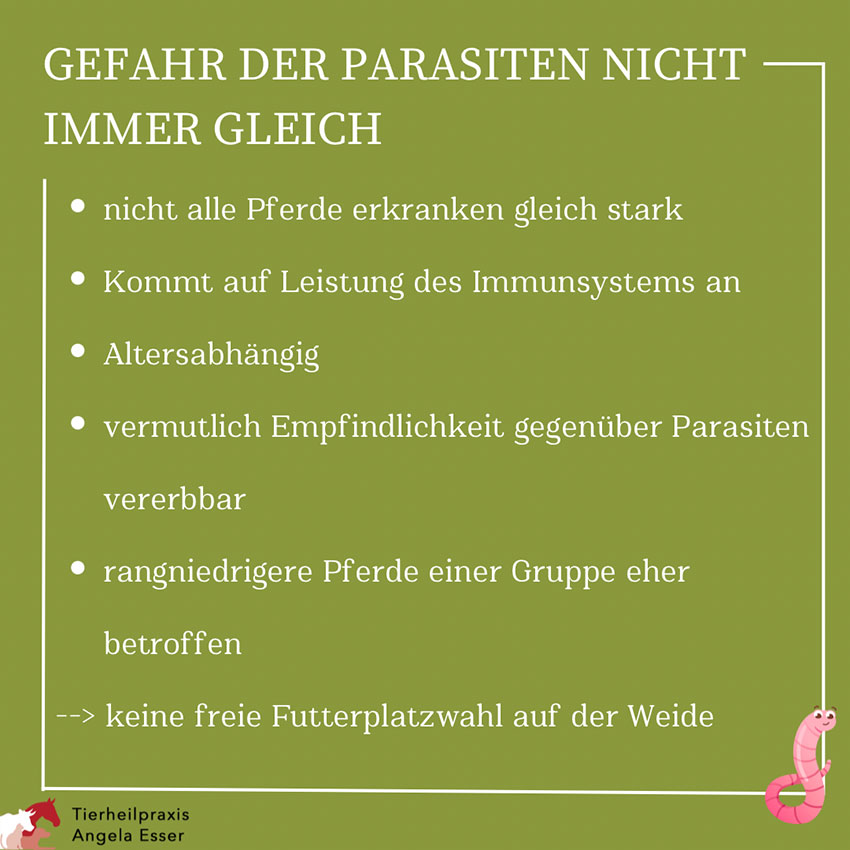 Entwurmung beim Pferd Tipps 2
