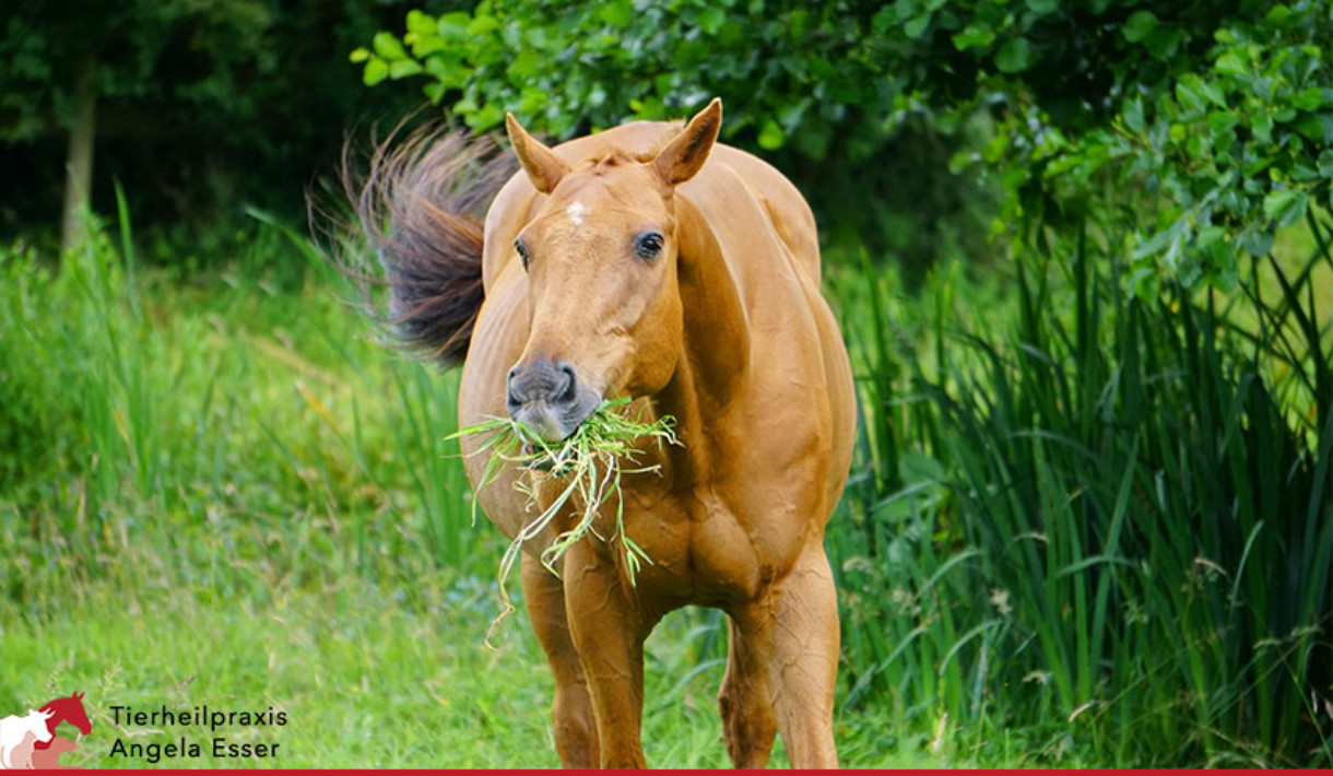 Entwurmung beim Pferd