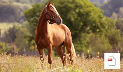 Knochen beim Pferd - Pferde Homöopathie Anleitung