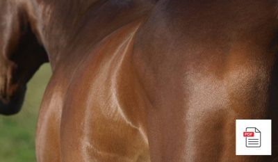 Muskeln beim Pferd - Pferde Homöopathie Anleitung
