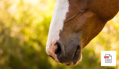 Nase beim Pferd - Pferde Homöopathie Anleitung