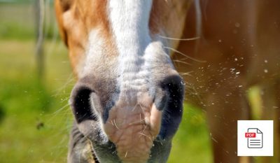 Nasennebenhöhlen beim Pferd - Pferde Homöopathie Anleitung