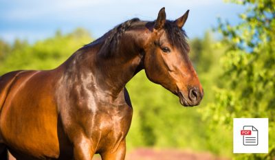 Pferd Bewegungsapparat Exterior Paket - Pferde Homöopathie Anleitung