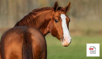 Rücken beim Pferd - Pferde Homöopathie Anleitung