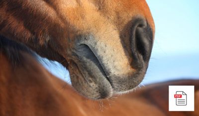 Untere Atemwege beim Pferd - Pferde Homöopathie Anleitung