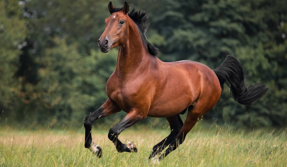 Vitalparameter bei Pferden - Hilfe