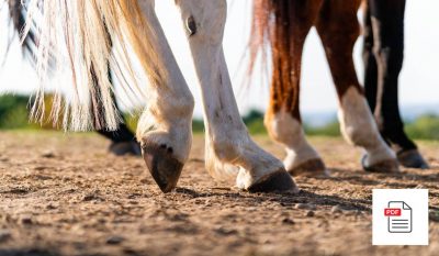 Vorderhand beim Pferd - Pferde Homöopathie Anleitung