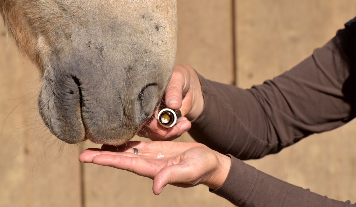 Was ist Pferdehomöopathie