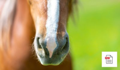 Pferd Atemwege Homöopathie Gesamtpaket - Pferde Homöopathie Anleitung