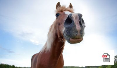 Pferd Nase Allgemein Paket - Pferde Homöopathie Anleitung