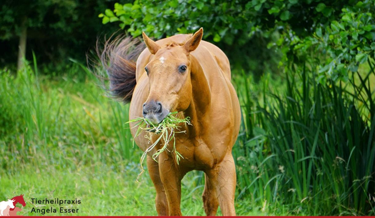 Entwurmung beim Pferd