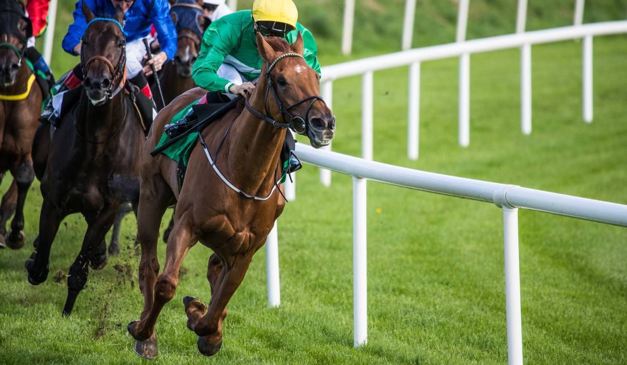 Vollblüter Galopper und Rennpferde