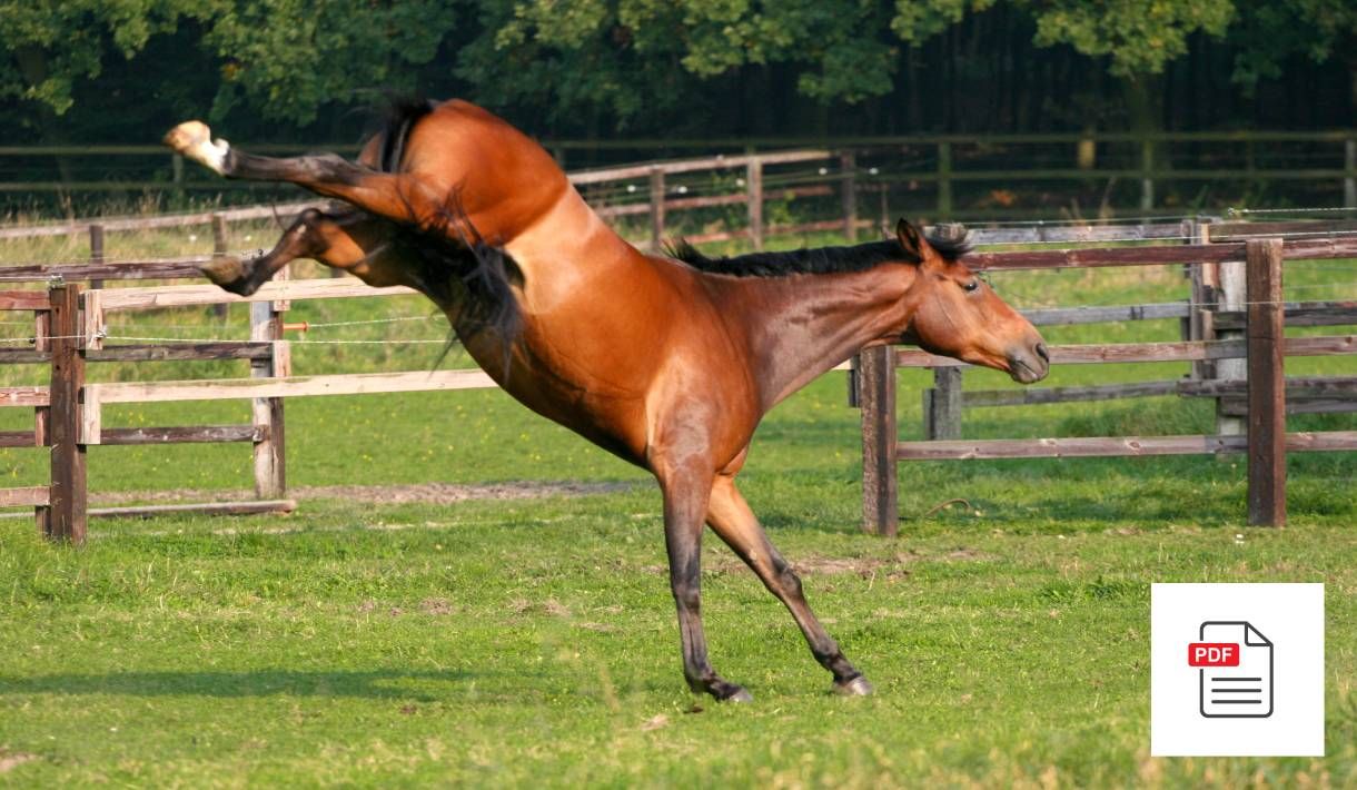 Verhaltensprobleme beim Pferd - Pferde Homöopathie Anleitung