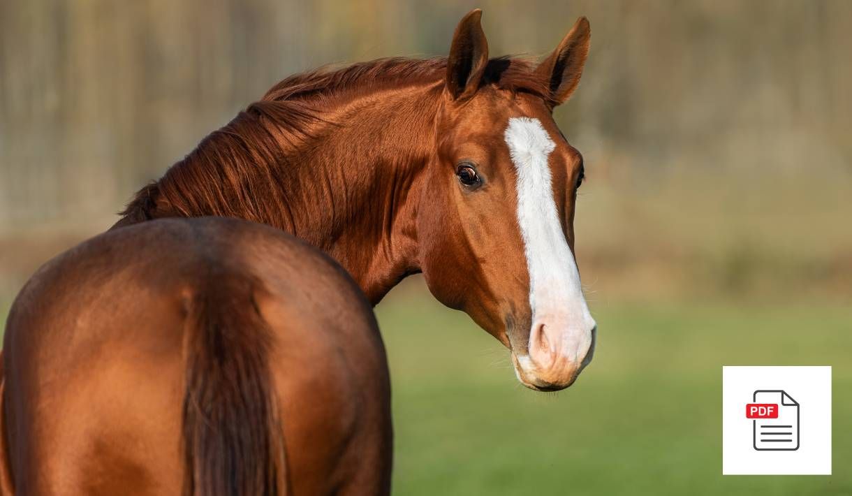 Rücken beim Pferd - Pferde Homöopathie Anleitung