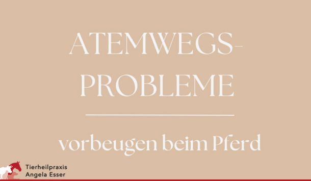 Atemwege Beschwerden beim Pferd