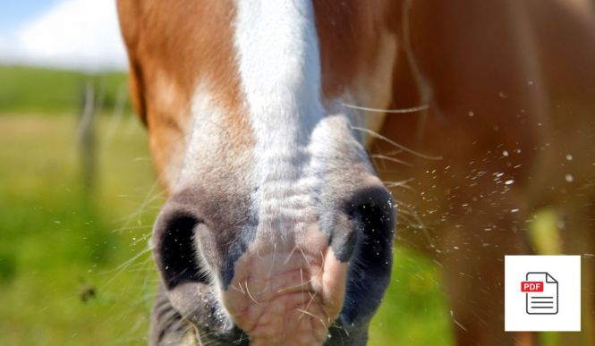 Pferd Atemwege Allgemein Paket - Pferde Homöopathie Anleitung