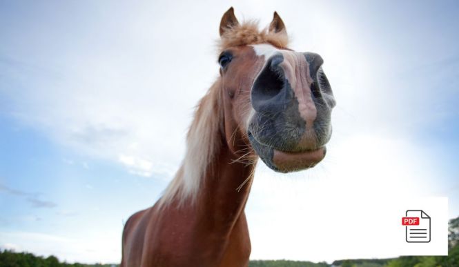 Pferd Nase Allgemein Paket - Pferde Homöopathie Anleitung