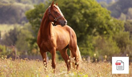 Knochen beim Pferd - Pferde Homöopathie Anleitung