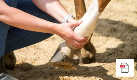 Gelenke beim Pferd - Pferde Homöopathie Anleitung