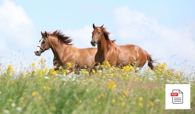 Pferde Homöopathie Gesamtpaket - Pferde Homöopathie Anleitung