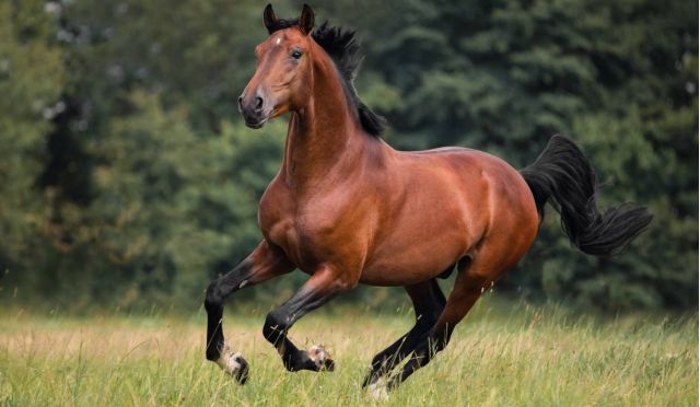 Vitalparameter bei Pferden - Hilfe